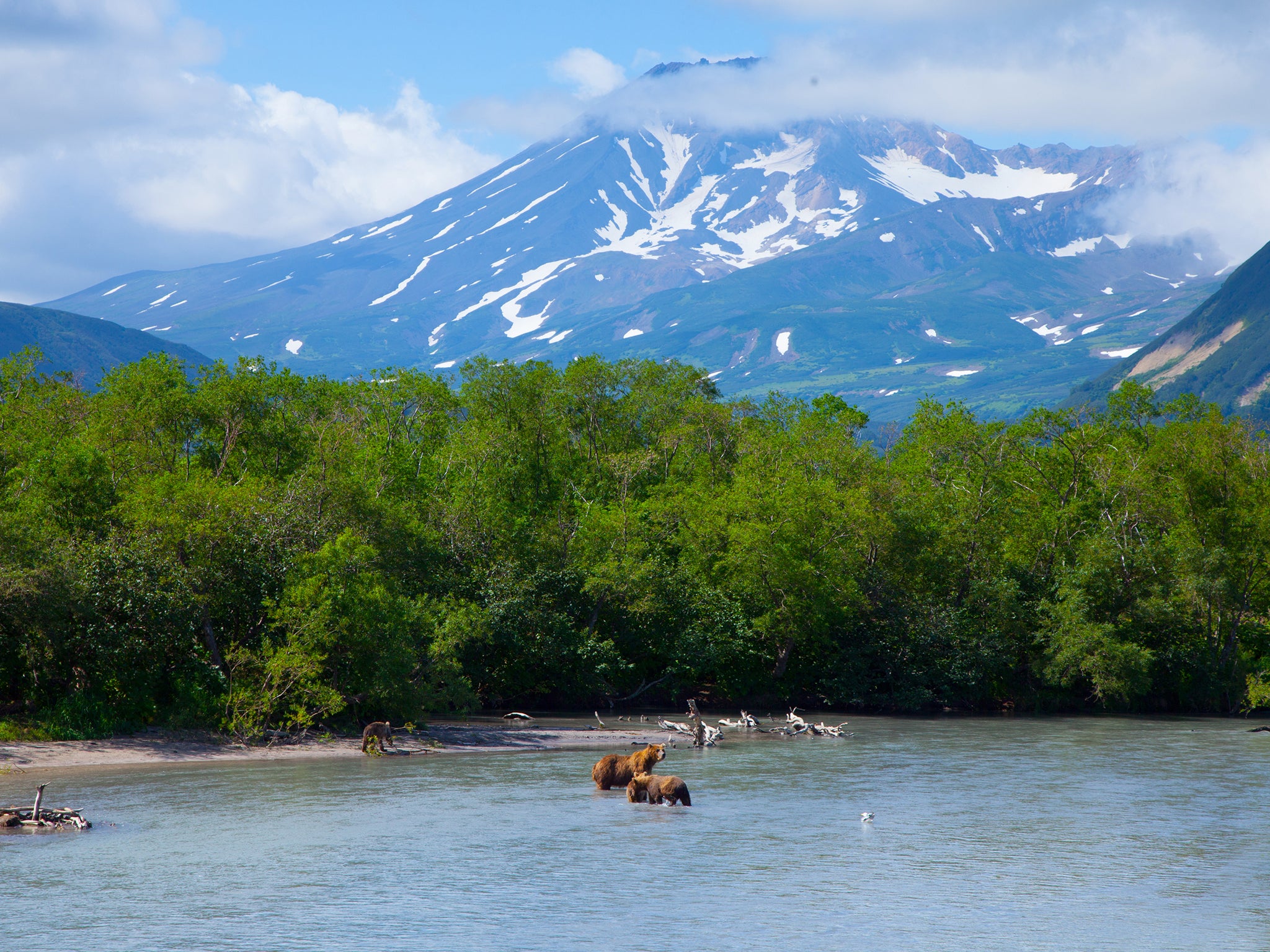The Kamchatka mountains provide a stunning backdrop as bears hunt for their dinner