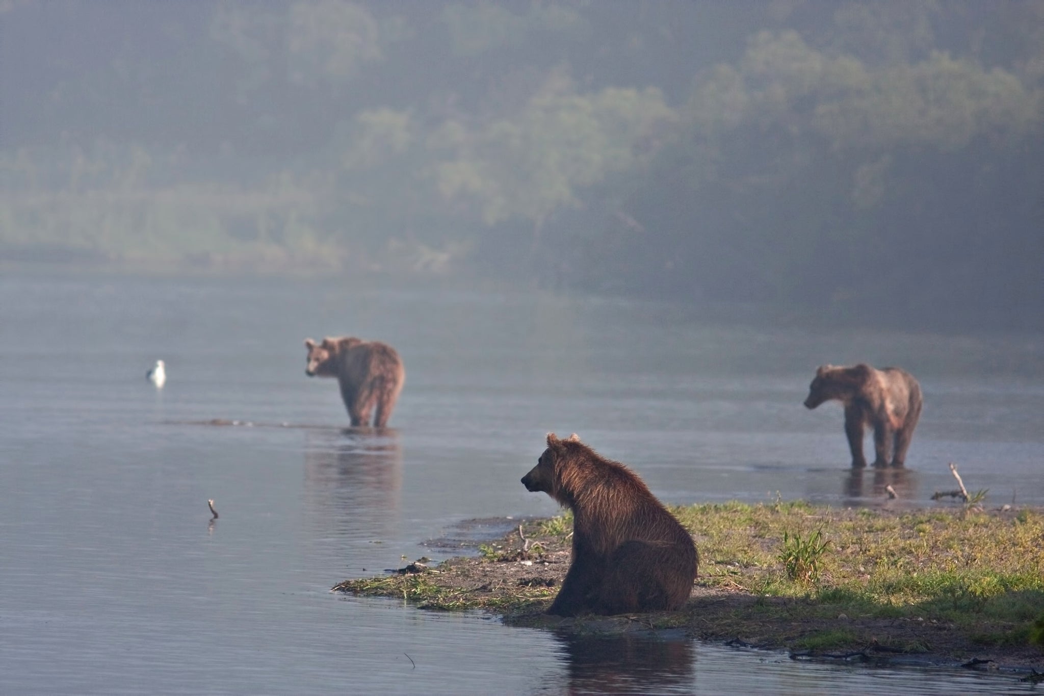 Brown bears fish for salmon on a river in Kamchatka