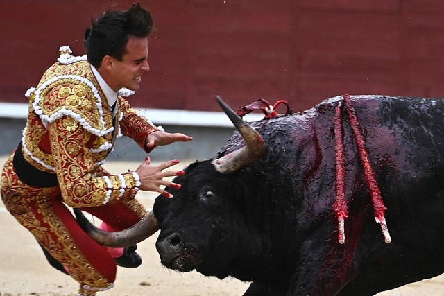 Spanish bullfighter Gonzalo Caballero is charged by a bull during a bullfight on the occasion of the Spanish National Day at Las Ventas bullring
