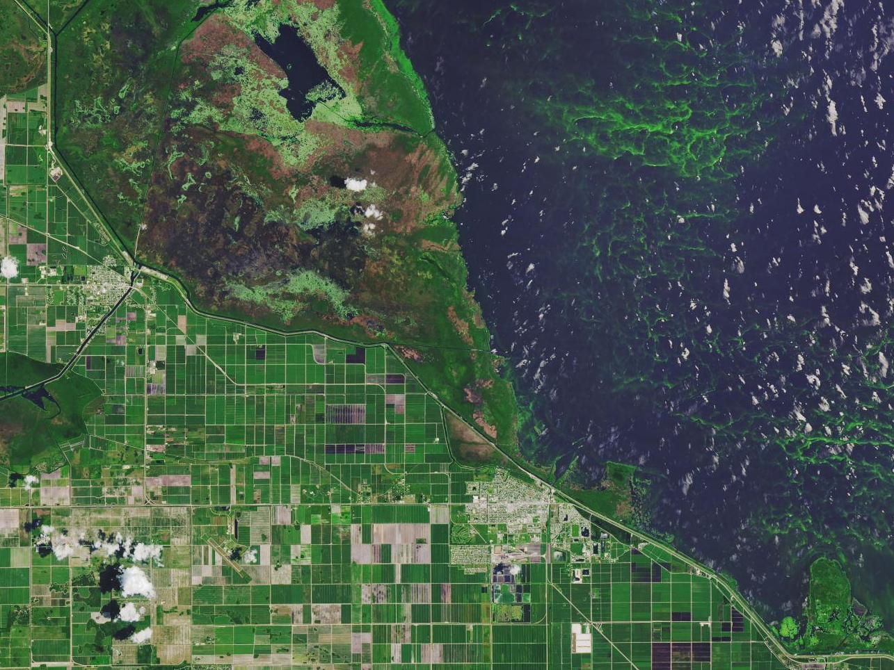 Toxic algal blooms resulted in states of emergency being declared in Florida in 2016 and 2018. Pictured is Lake Okeechobee