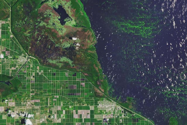Toxic algal blooms resulted in states of emergency being declared in Florida in 2016 and 2018. Pictured is Lake Okeechobee