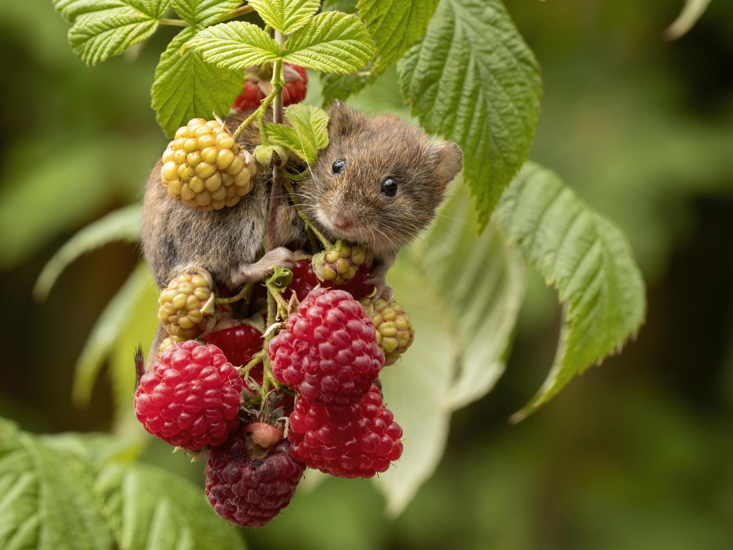 The new Environment Bill includes policies on water quality and promoting biodiversity. Pictured is a bank vole on raspberries