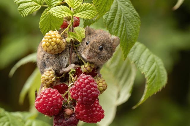 The new Environment Bill includes policies on water quality and promoting biodiversity. Pictured is a bank vole on raspberries 