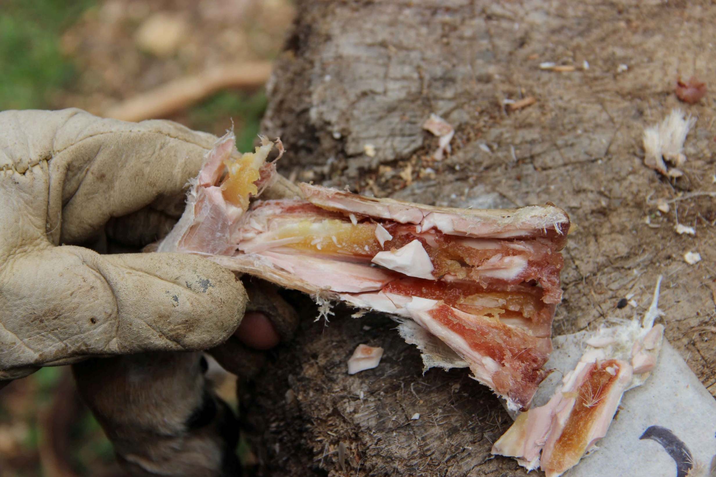 Cavemen ate an early form of ‘canned’ soup by preserving bones in animal hides 400,000 years ago (Dr Ruth Blasco/AFTAU /SWNS.COM)