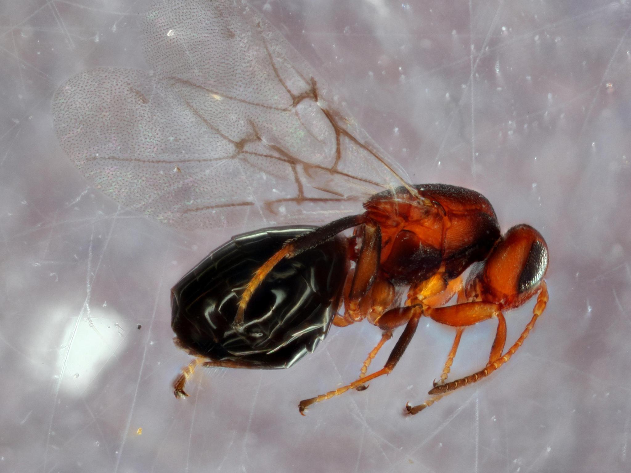 The young of the oak gall wasp are parasites’ parasites