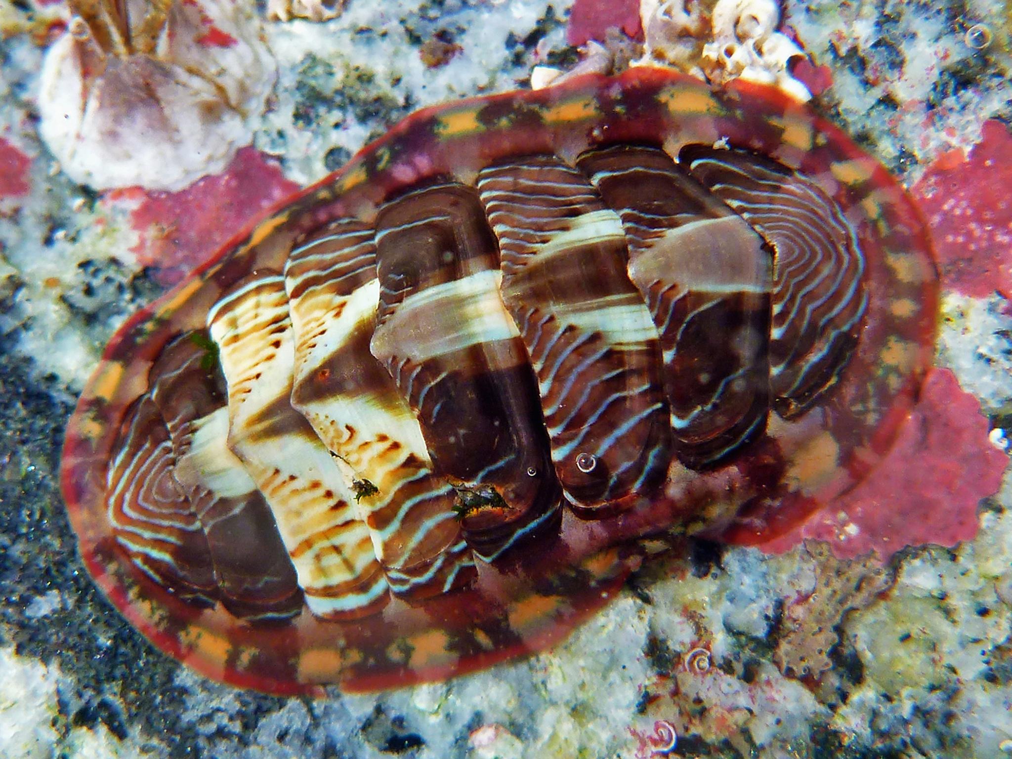 Chitons roll into a ball to help them to get to places without losing their footing