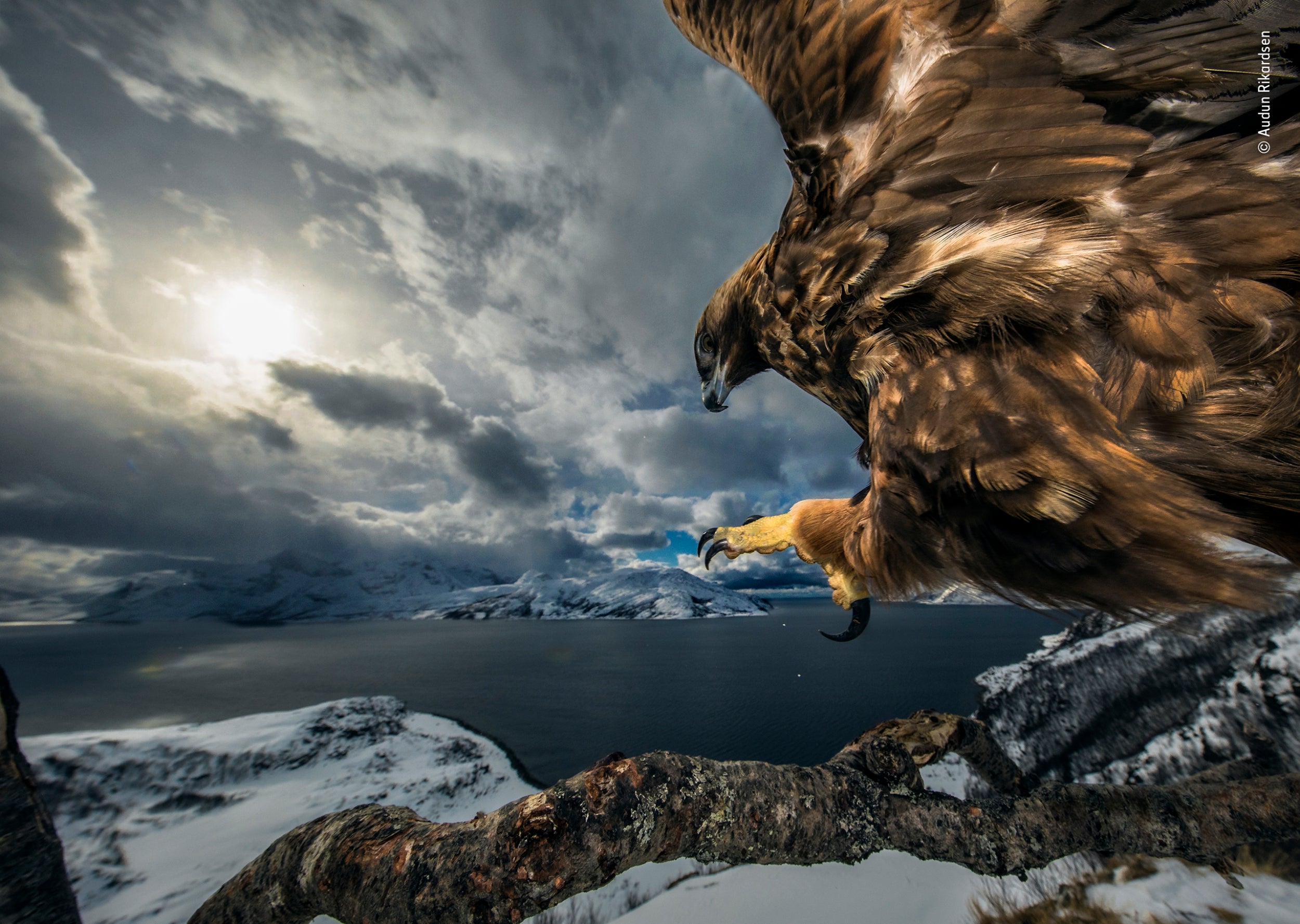 Behaviour: Birds Winner