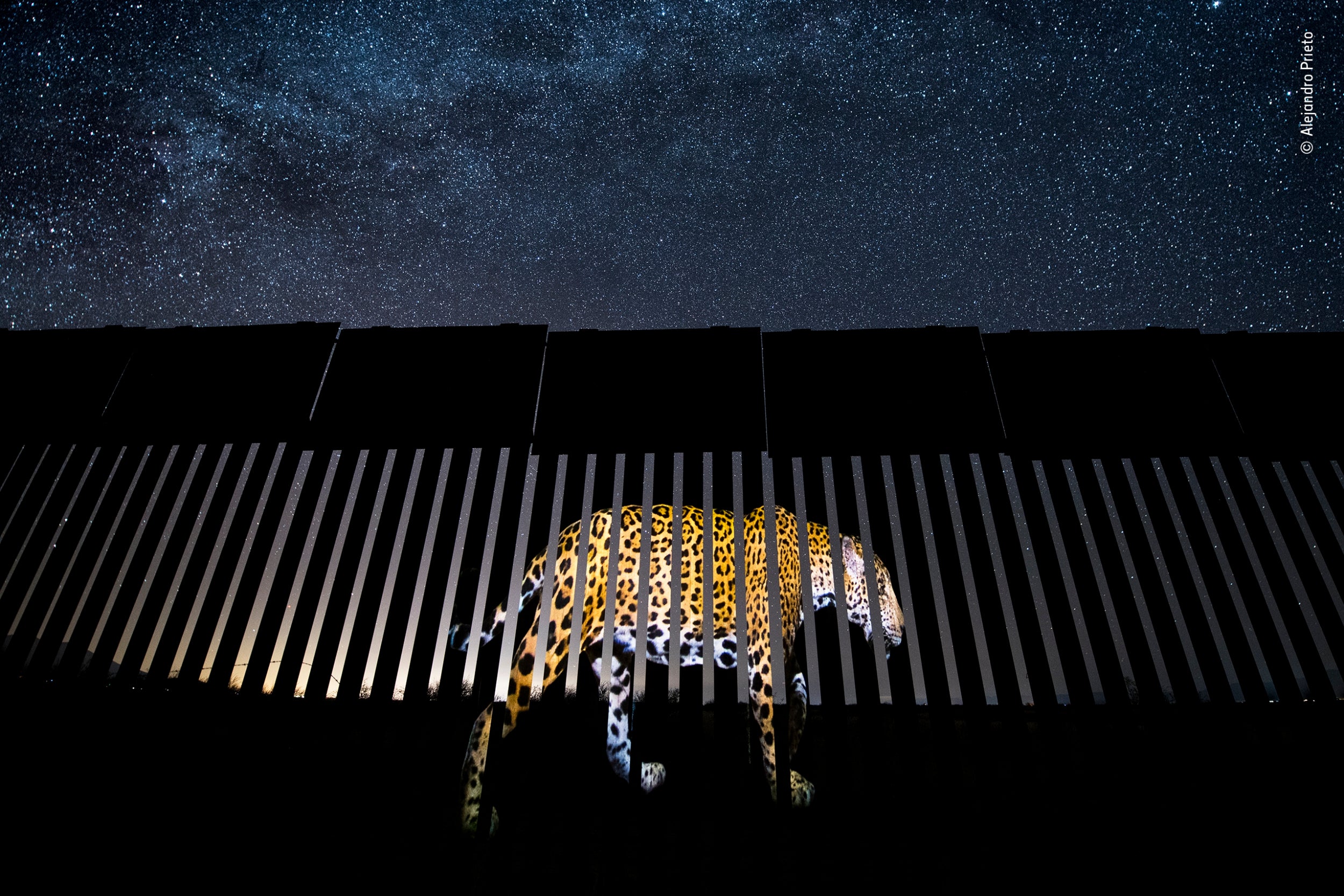 Wildlife Photojournalism: Single Image Winner