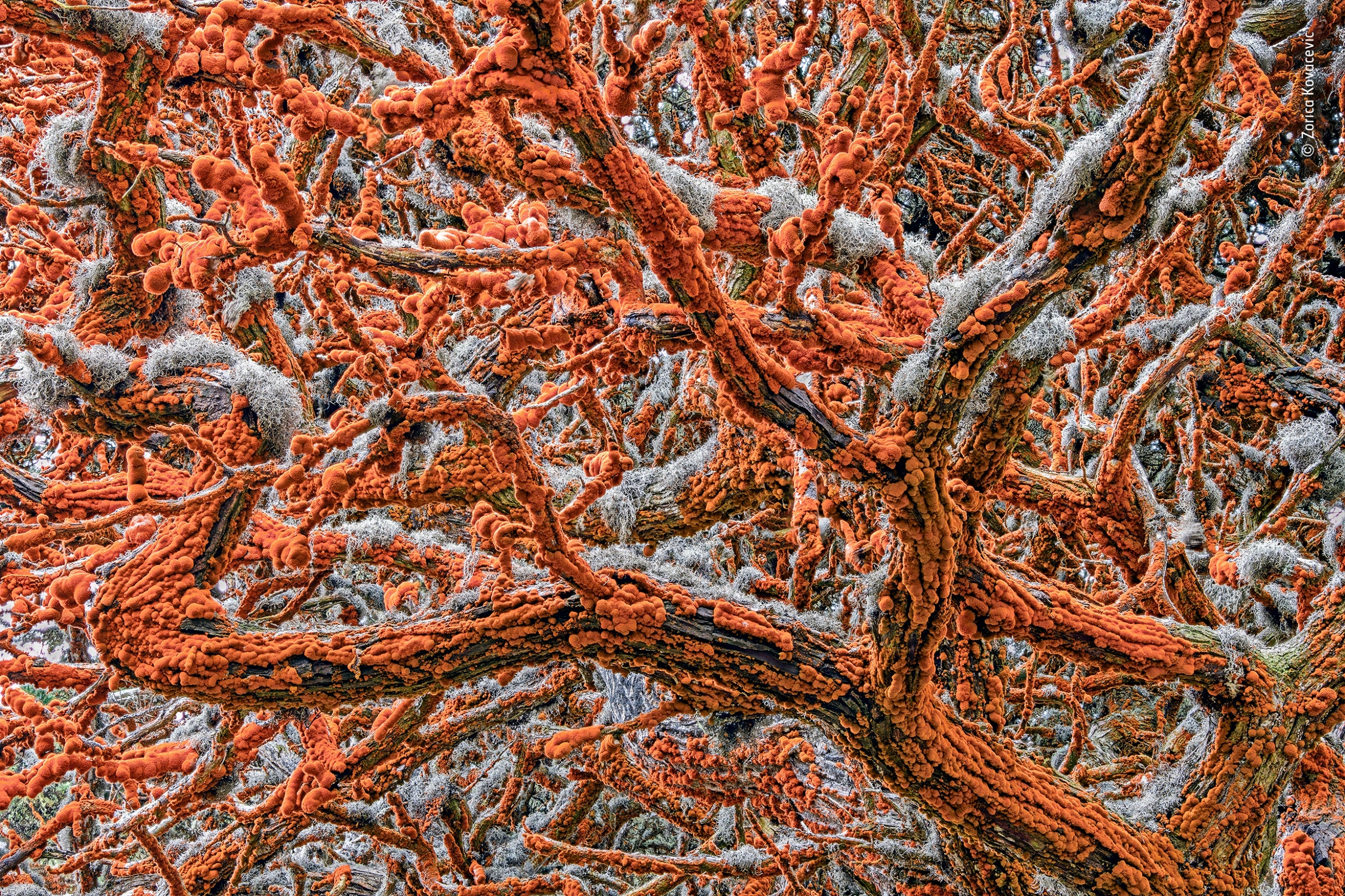 Plants and Fungi Winner