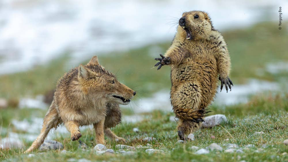  Grand title winner and Joint Winner, Behaviour: Mammals