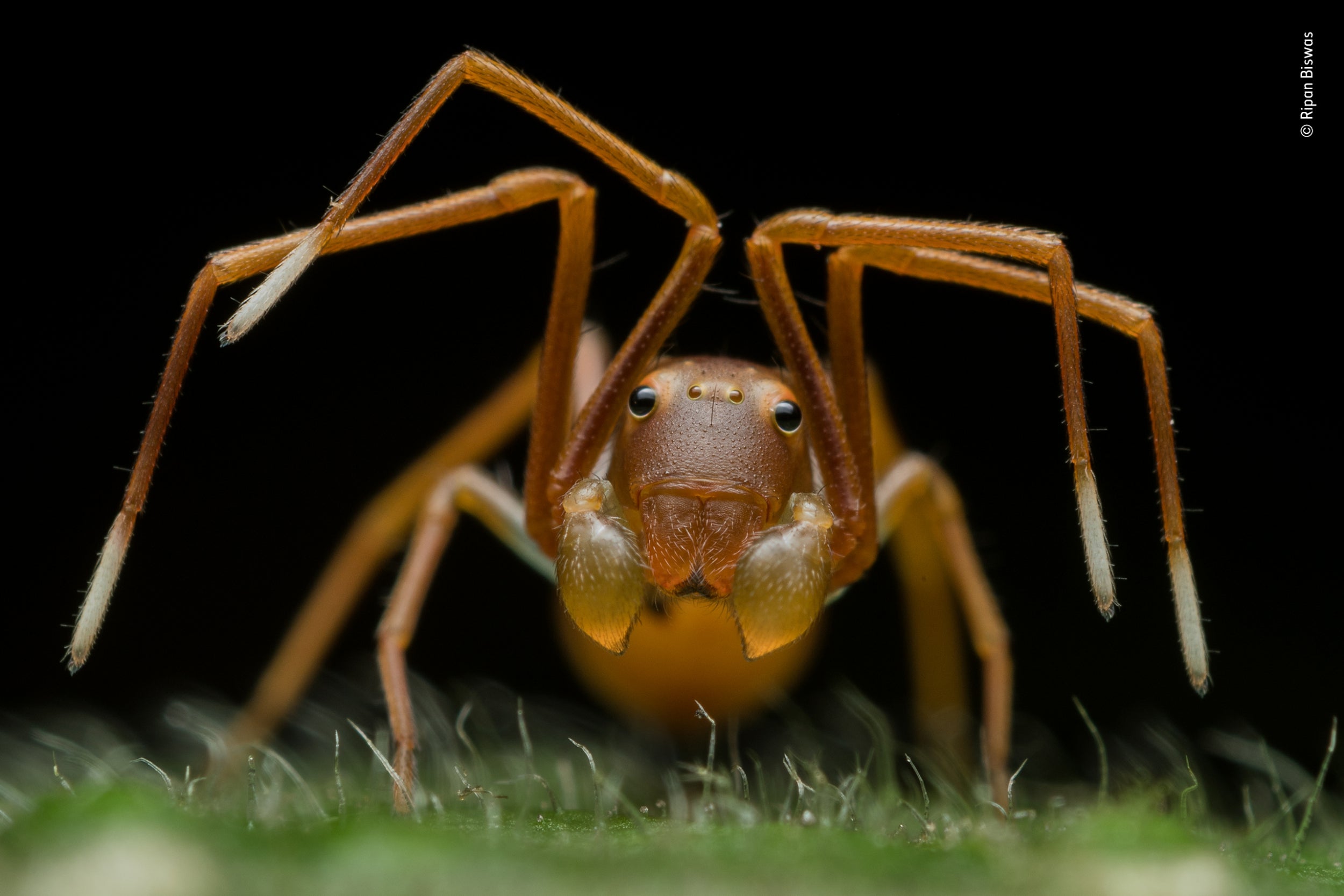 Animal Portraits Winner