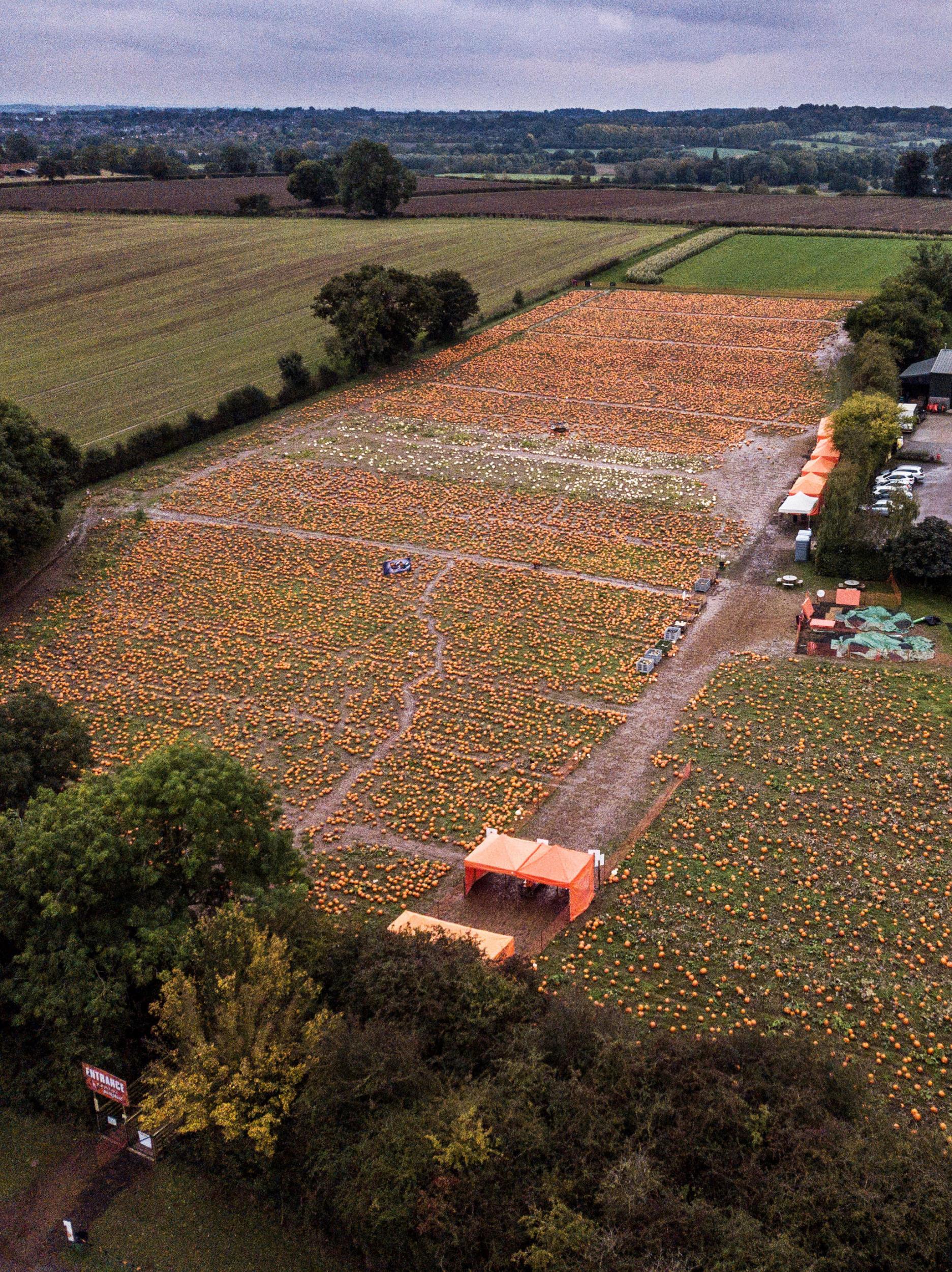 Another shot captured by the drone above the pumpkin farm in Nottinghamshire