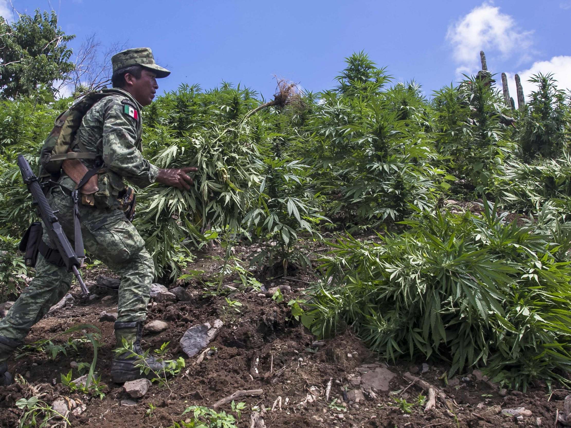 A Mexican soldier takes part in the destruction of an illegal marijuana plantation in Sinaloa, Mexico, on on 2 October 2019