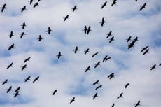 Kenya birdwatchers log migrating birds for Spring Alive