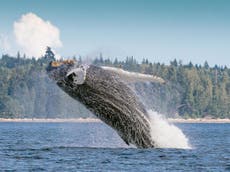 Southwest Atlantic humpback whales return from brink of extinction
