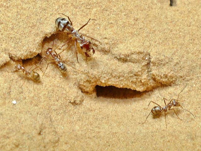 The ants scavenge the corpses of other creatures during the hottest part of the day where temperatures can reach 60C