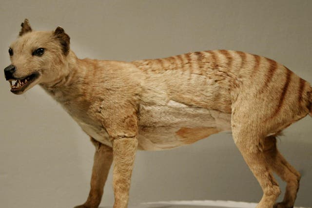 The preserved corpse of a Tasmanian tiger, which was declared extinct in 1936, at the Australian Museum