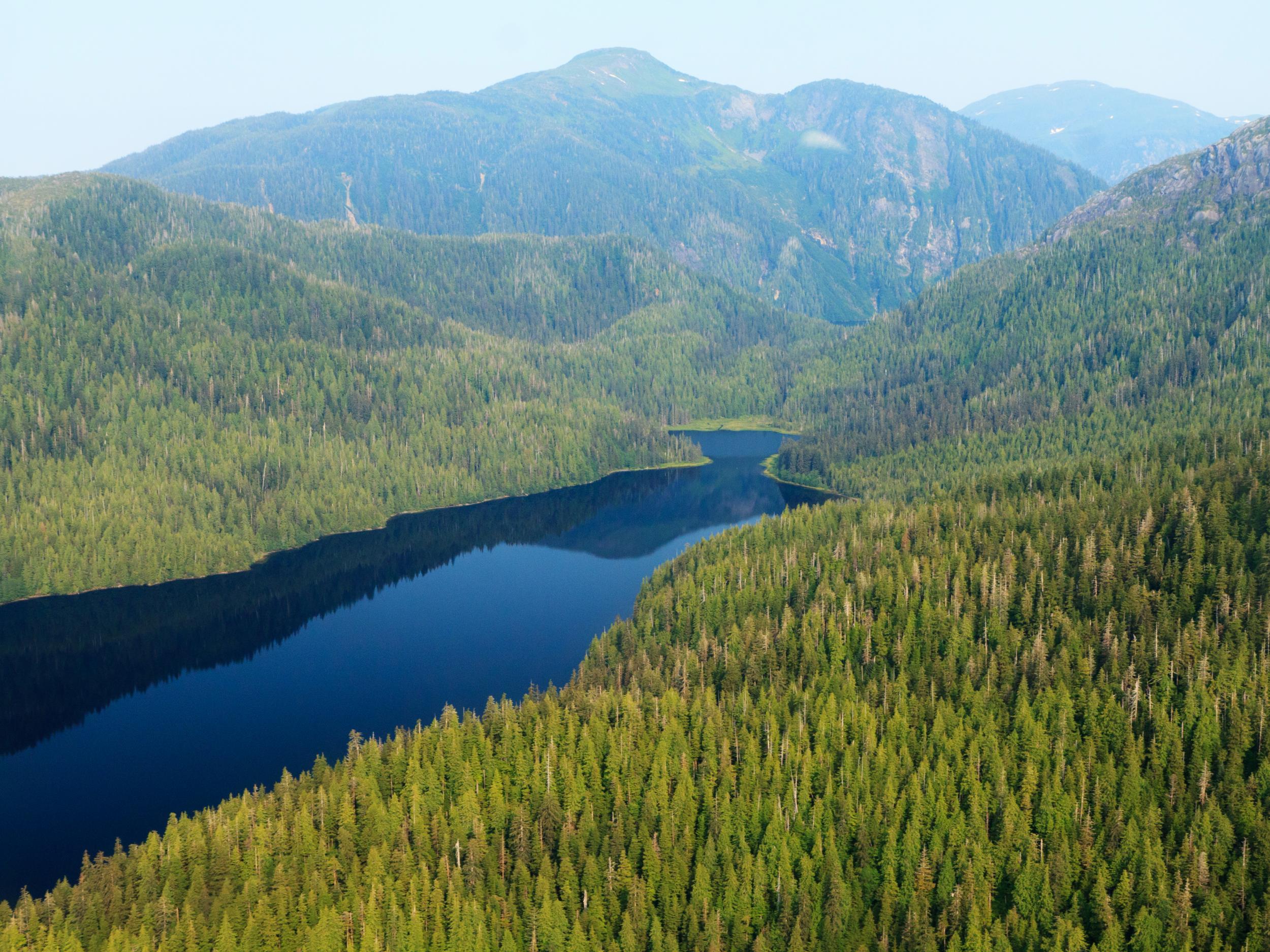 An aerial view of Tongass national forest in Alaska
