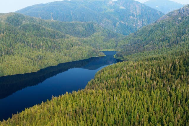 An aerial view of Tongass national forest in Alaska