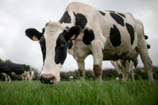Cut meat and dairy intake by a fifth to tackle climate crisis