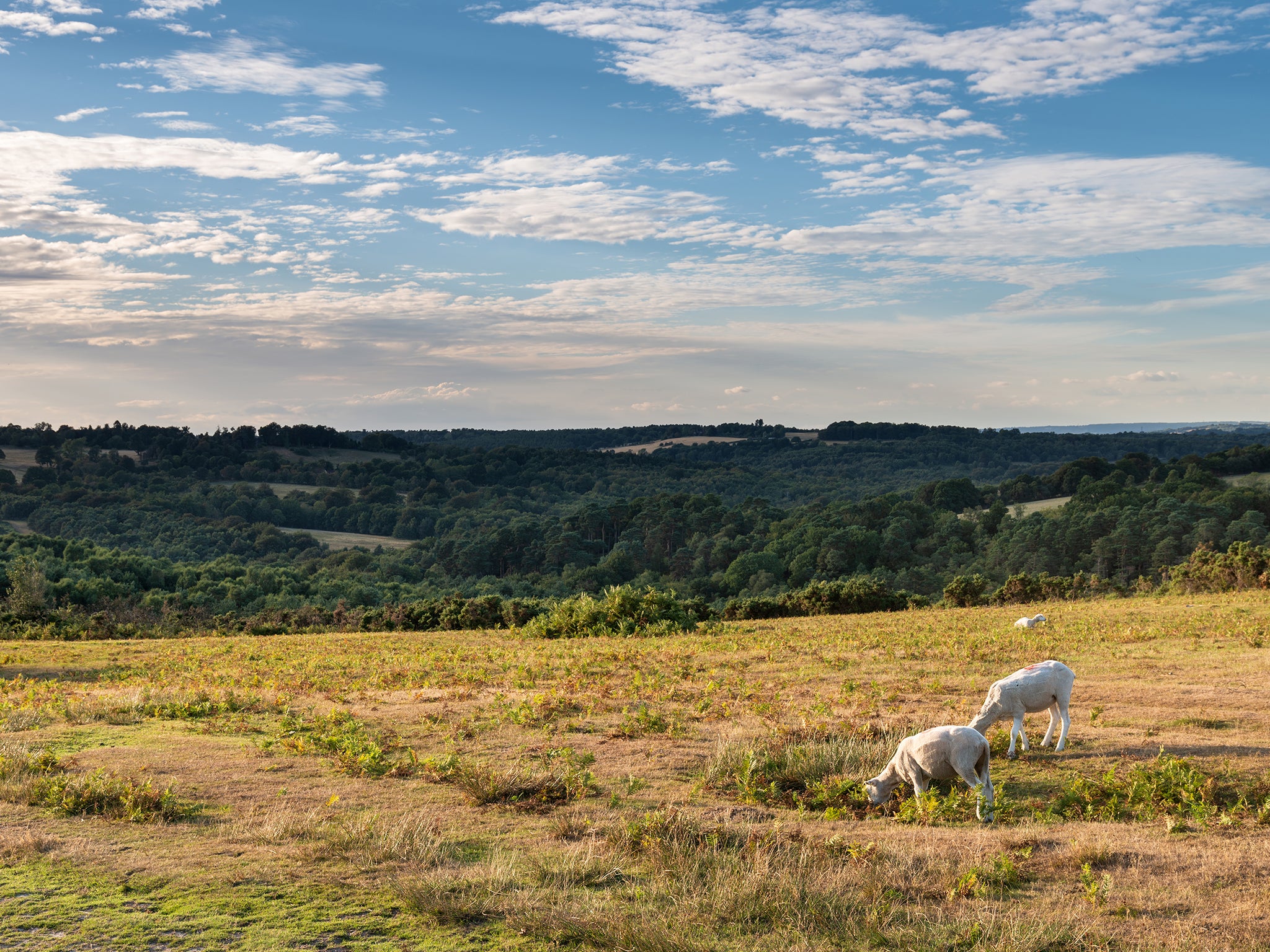 Rolling hills in Ashdown Forest