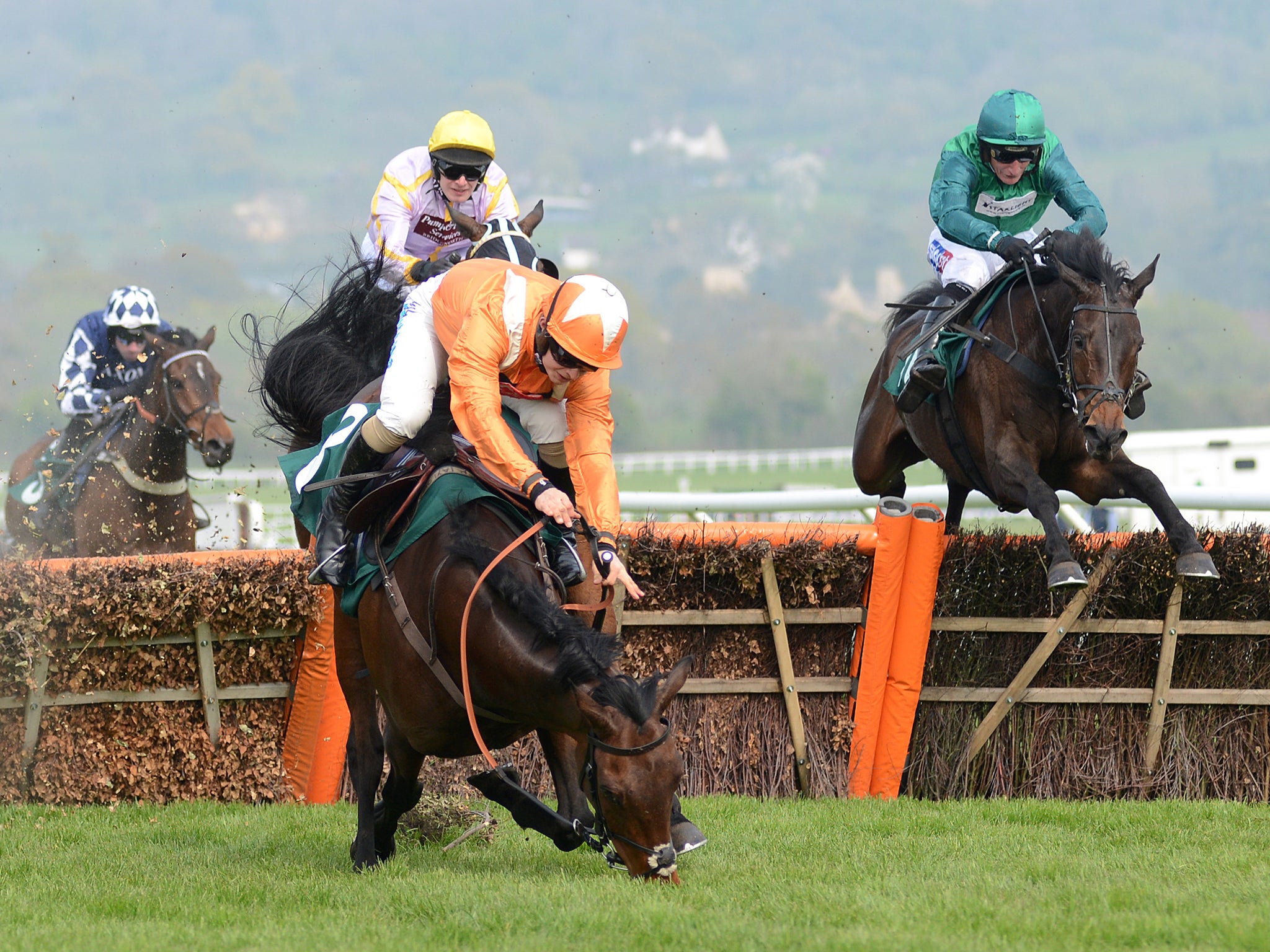 Golden Birthday, ridden by Sean Bowen, falls at the final fence at Cheltenham in April