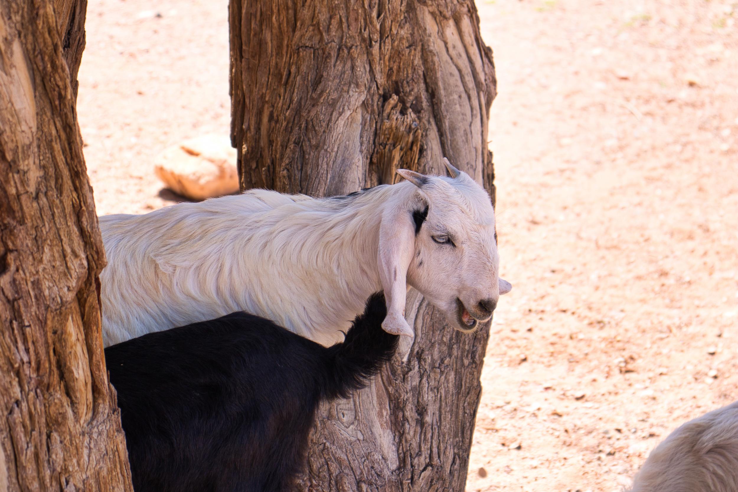 Goat spotting at Feynan Ecolodge