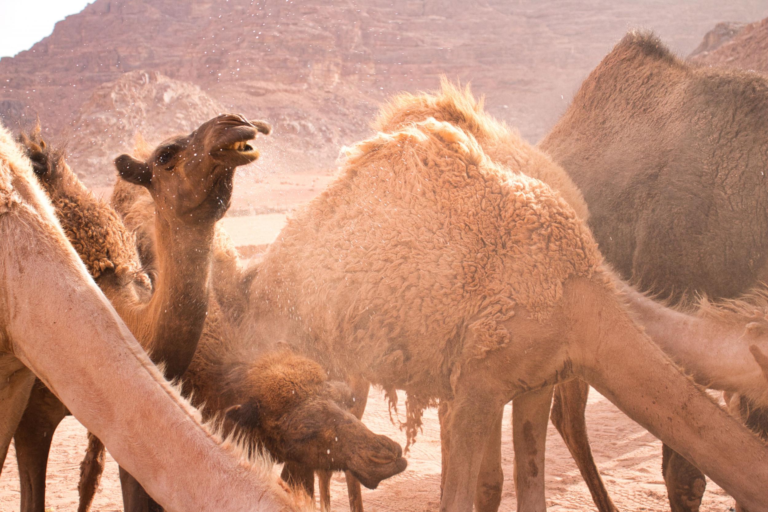 Camels are part of desert living