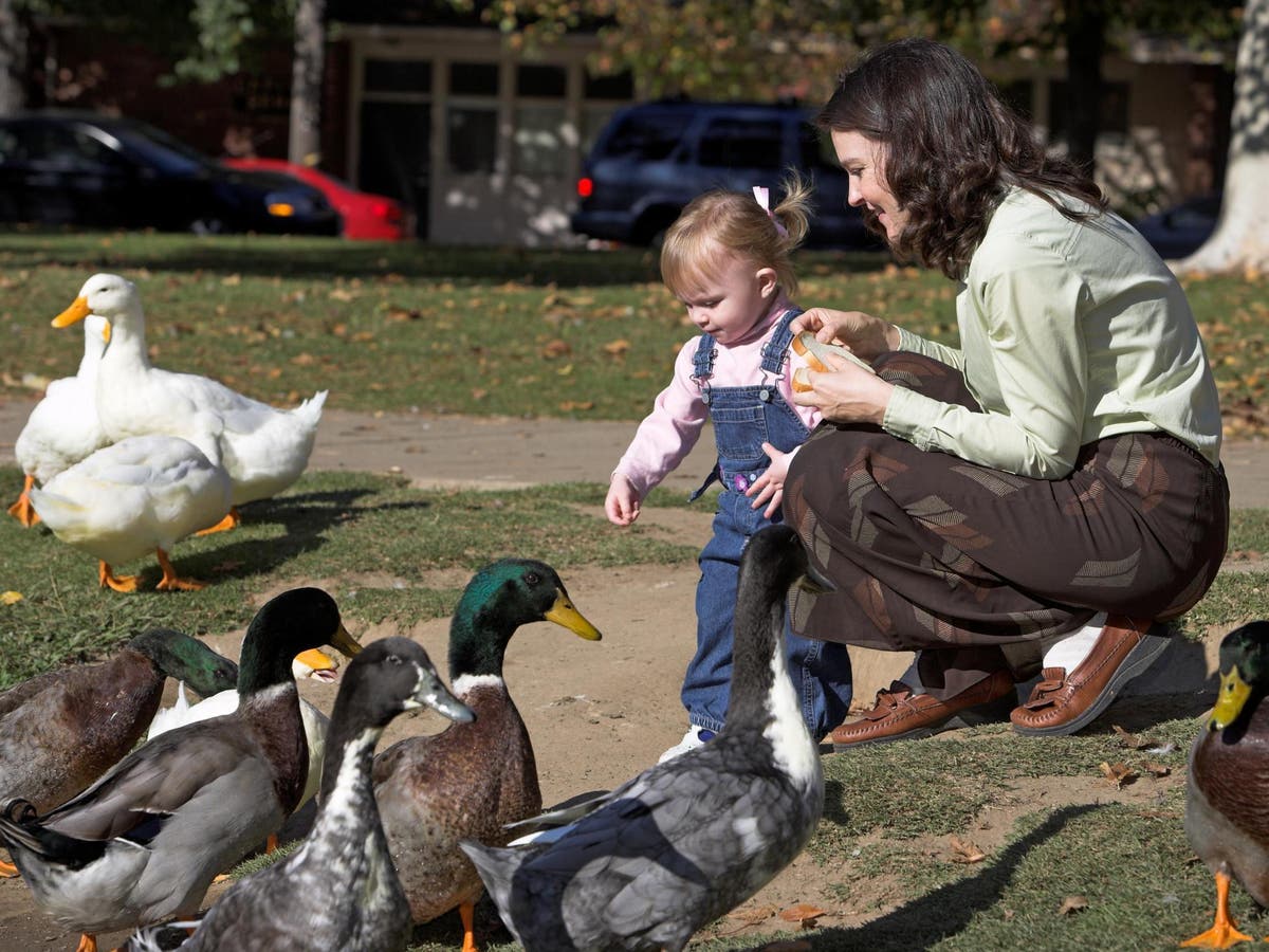 Confusion After Poster Urging People To Feed Bread To Starving Ducks Goes Viral The Independent The Independent