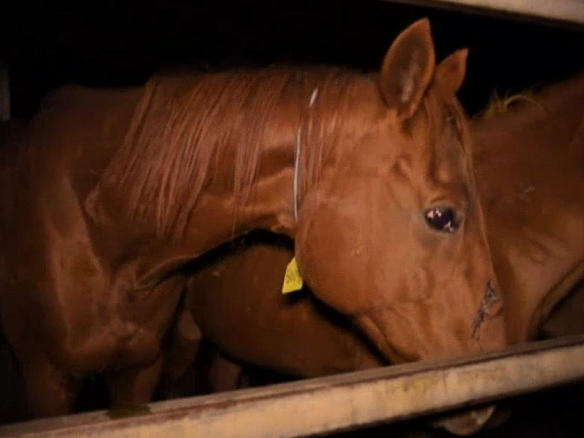 An undercover investigation by ABC's 7.30 programme allegedly found hundreds of racehorses being slaughtered in Australia every year after retiring.