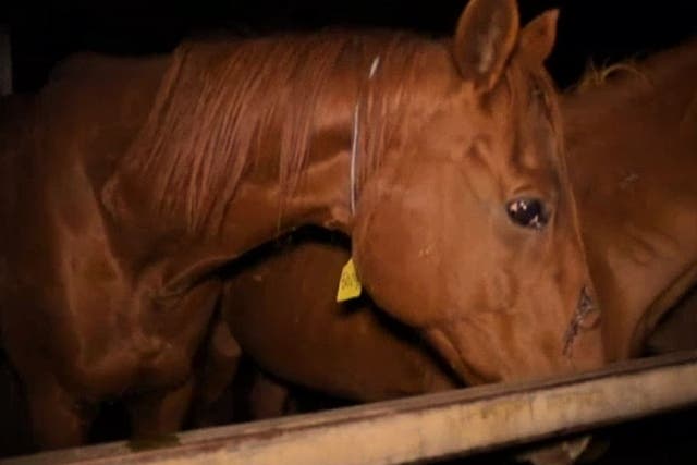 An undercover investigation by ABC's 7.30 programme allegedly found hundreds of racehorses being slaughtered in Australia every year after retiring.