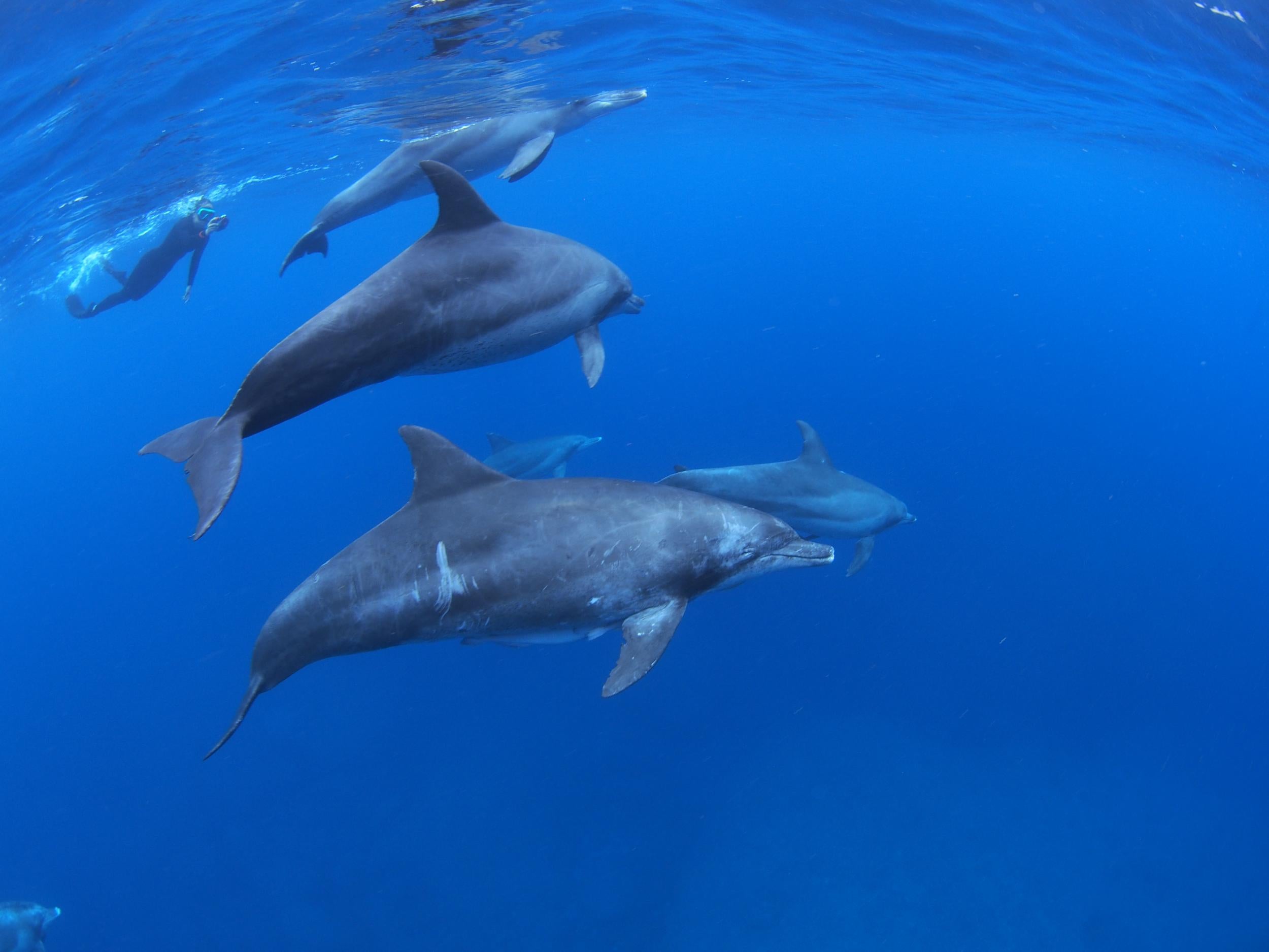 Swimming with bottlenose dolphins