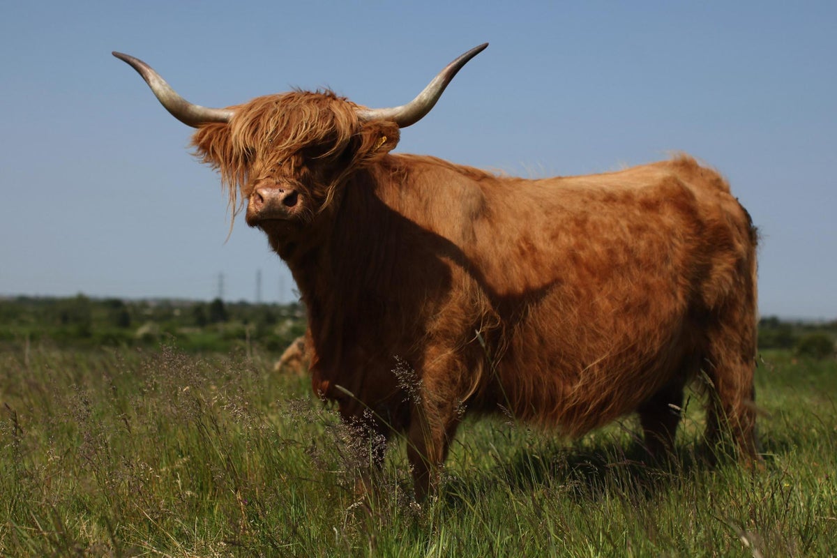 Tourists warned as three rescued while searching for viral cows