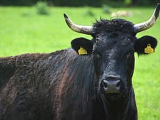 Hundreds of New Forest cows to lose their horns after attacks on dog walkers