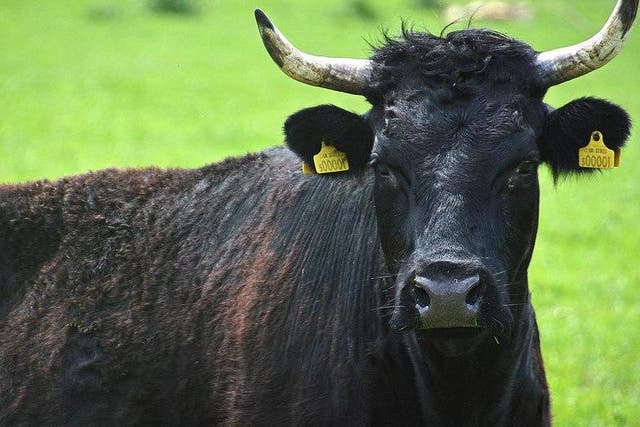 Hundreds of cows will have their horns removed following attacks