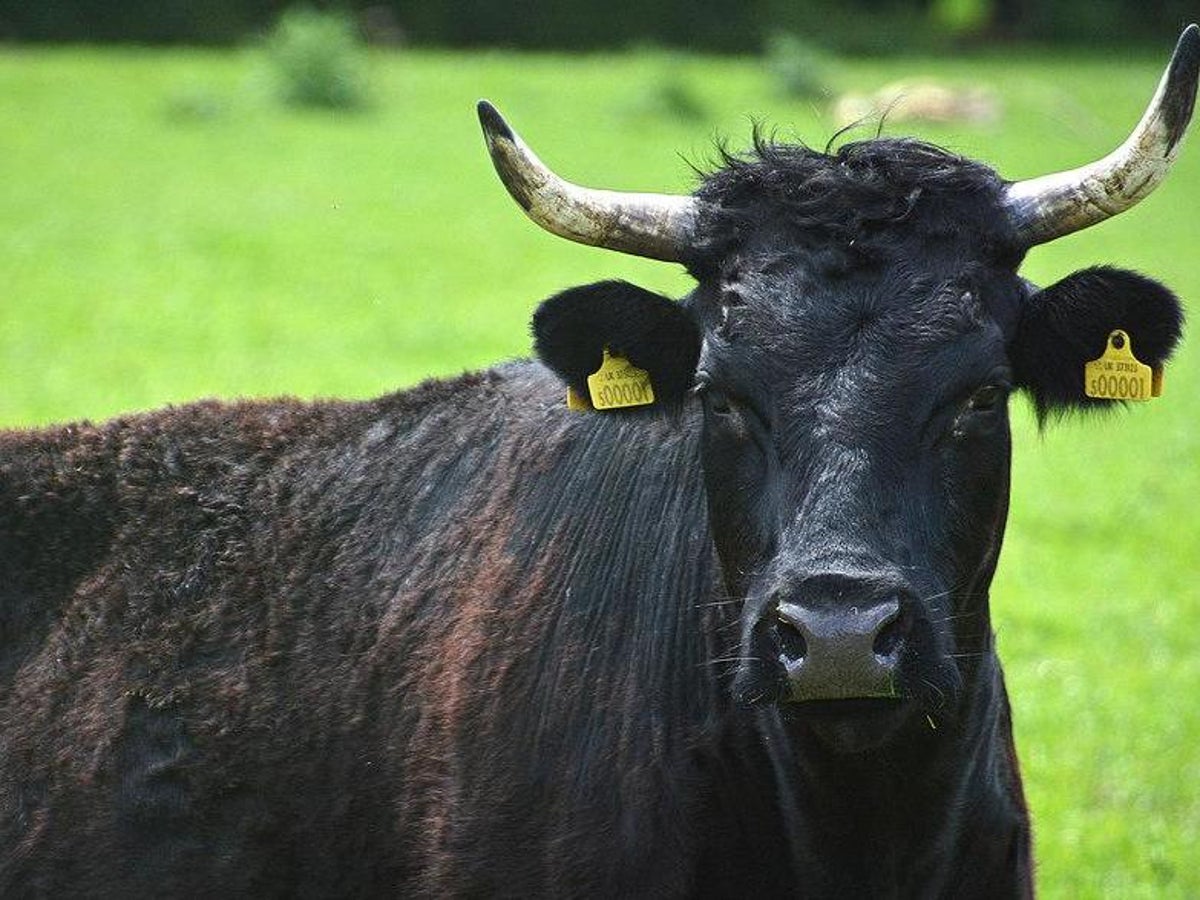 Hundreds Of New Forest Cows To Lose Their Horns After Attacks On Dog Walkers The Independent The Independent