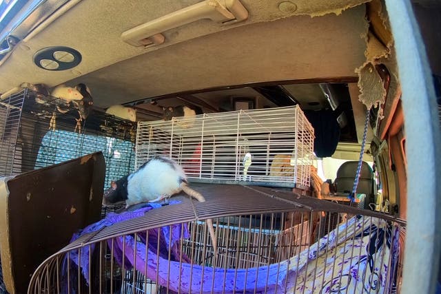 A woman who lived in a van with 320 rats in San Diego, California, has agreed to give them up for adoption.