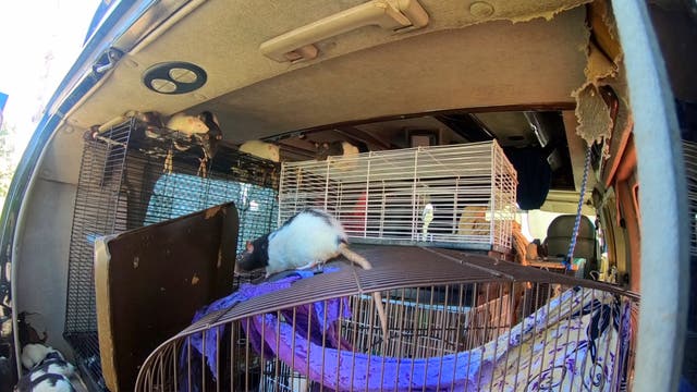 A woman who lived in a van with 320 rats in San Diego, California, has agreed to give them up for adoption.