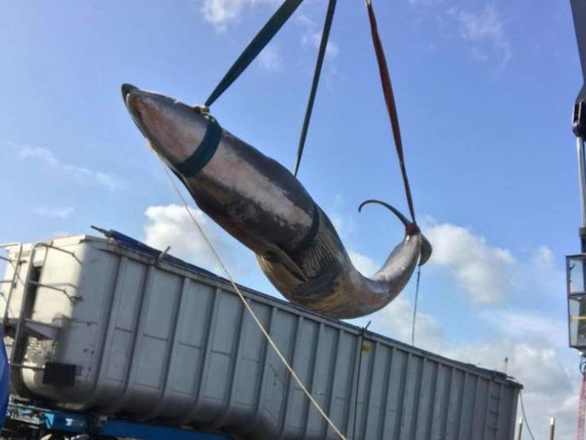 Second whale found dead in the Thames in one month