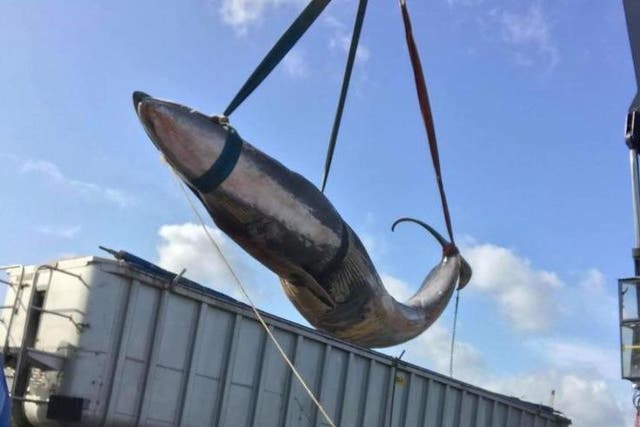 Scientists are carrying out a post-mortem to find out why the whale died, although the two incidents are not believed to be linked