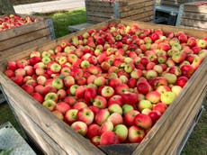 Millions of apples wasted as Brexit fears worsen picker shortage