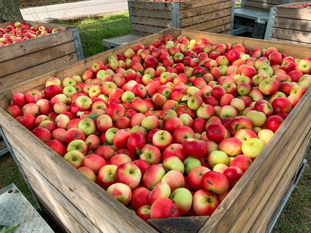 The NFU says 1,147 tons of apples have already been wasted during this year’s harvest