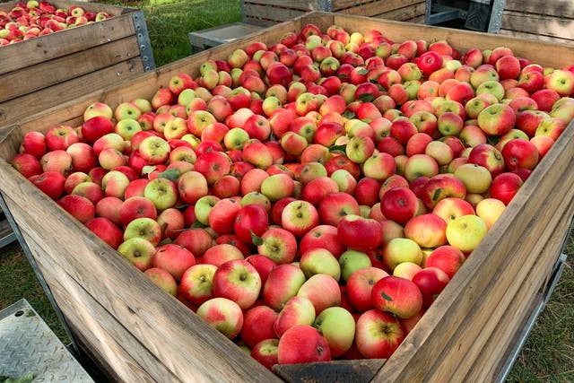 The NFU says 1,147 tons of apples have already been wasted during this year’s harvest