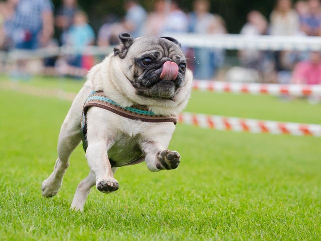 Pug day afternoon: this speedy runner has the opposition well and truly licked