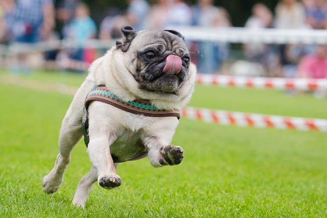 Pug day afternoon: this speedy runner has the opposition well and truly licked