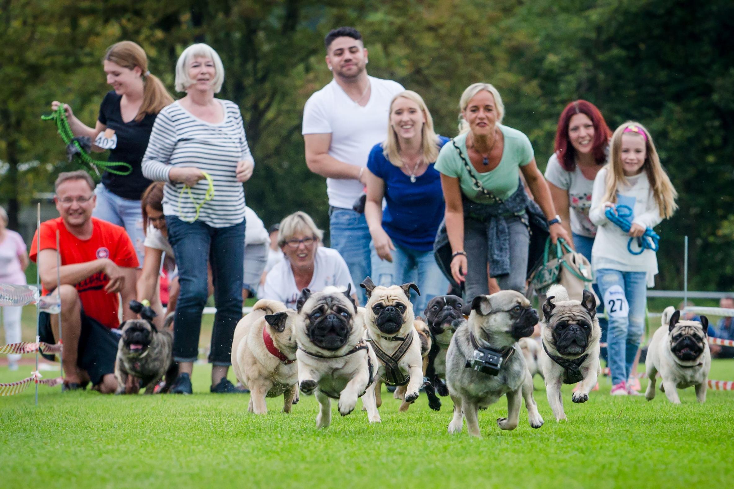 The meets are as much a social event for the owners as an excuse to race their prized pugs (DPA/AFP/Getty)