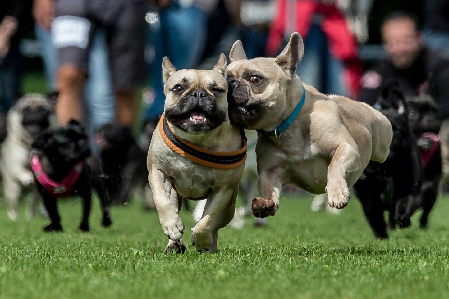 This race was destined for a photo-finish (DPA/AFP/Getty)