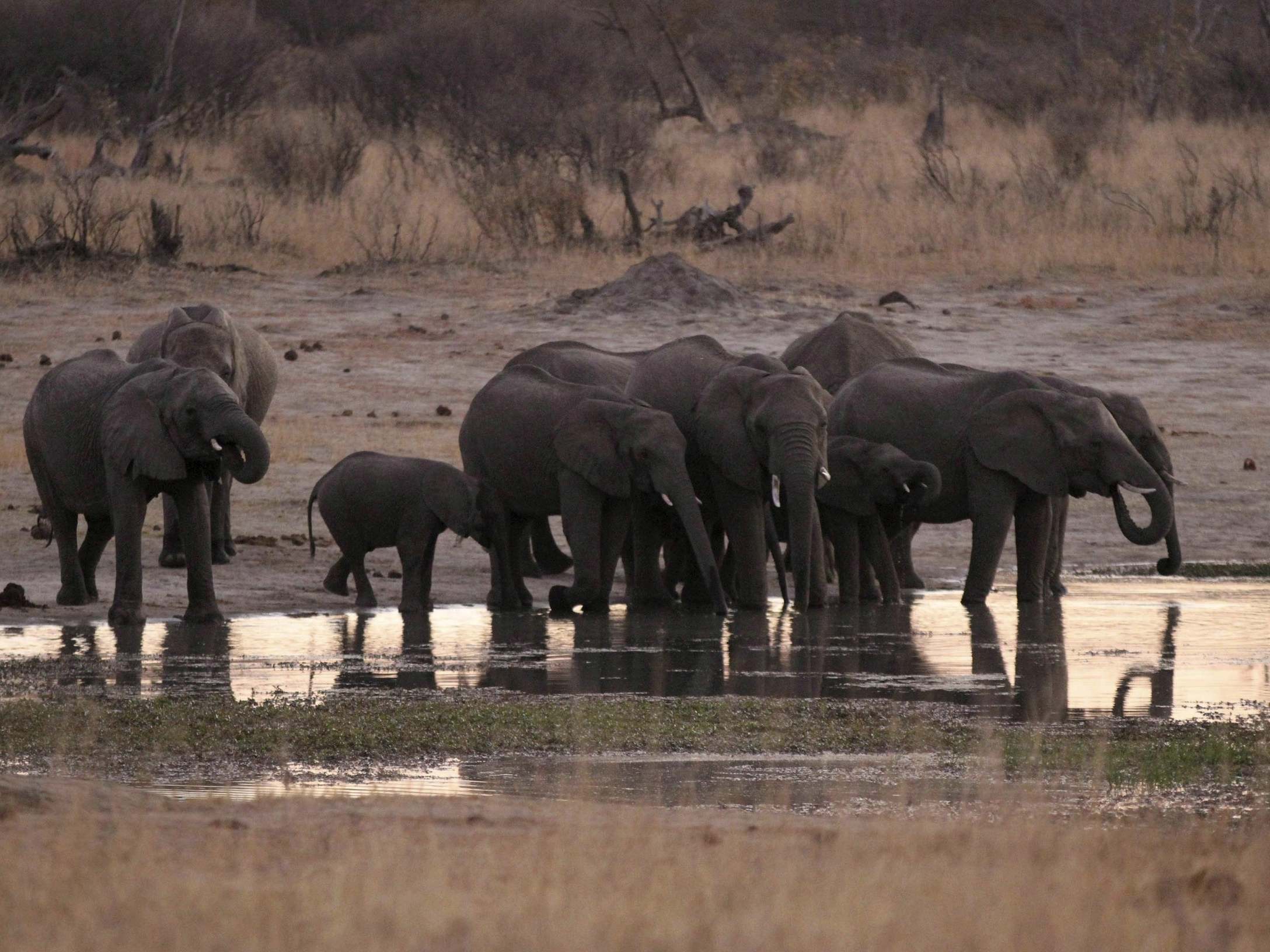 A herd of elephants gather at a water hole in Zimbabwe's Hwange National Park