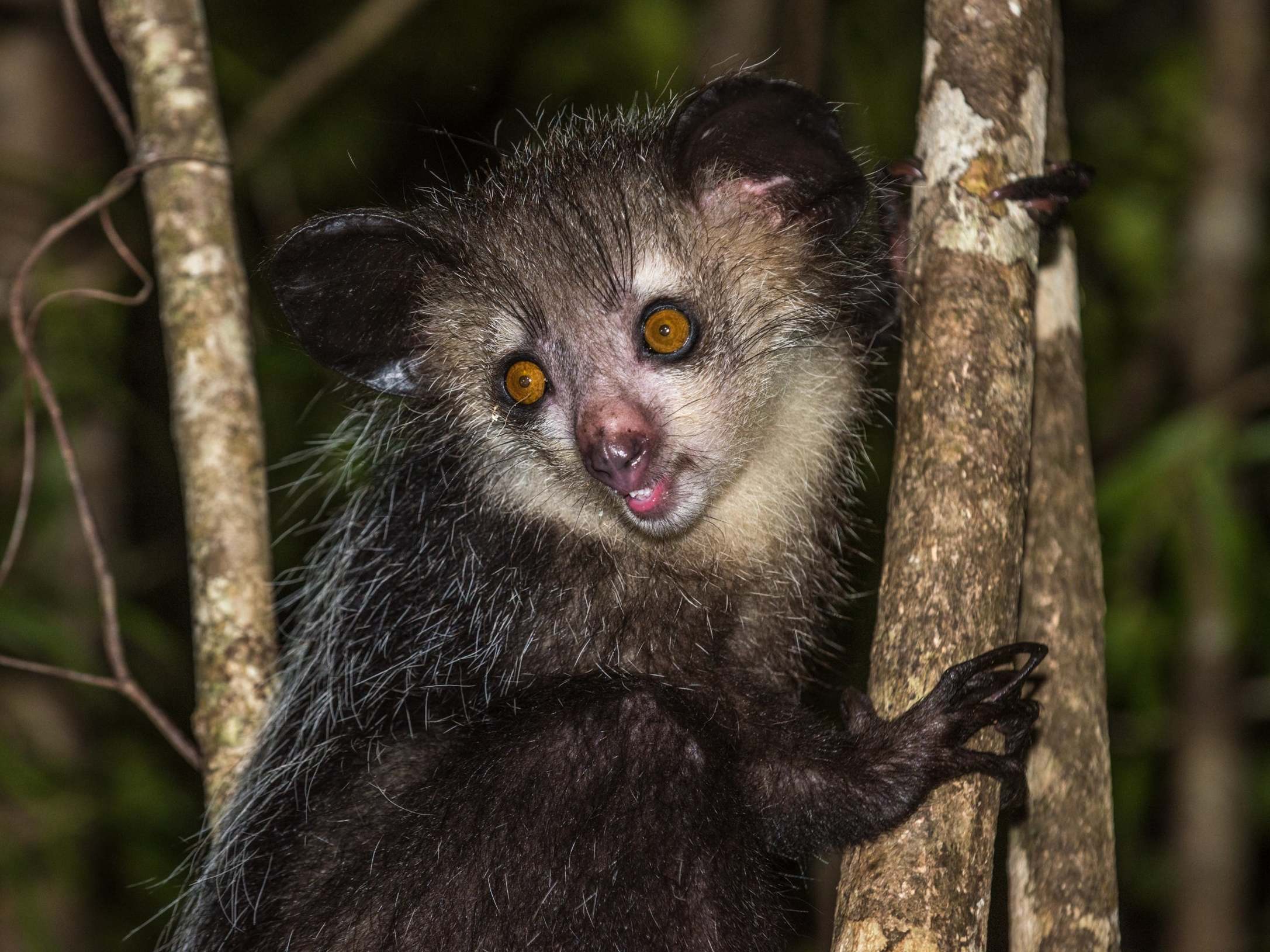 The aye-aye is a nocturnal lemur of Madagascar