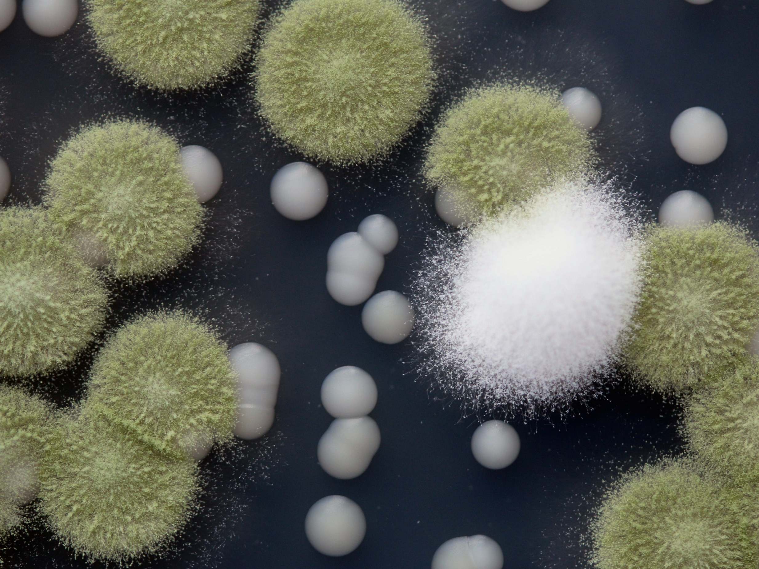 Colonies of penicillium mould isolated from a blue cheese